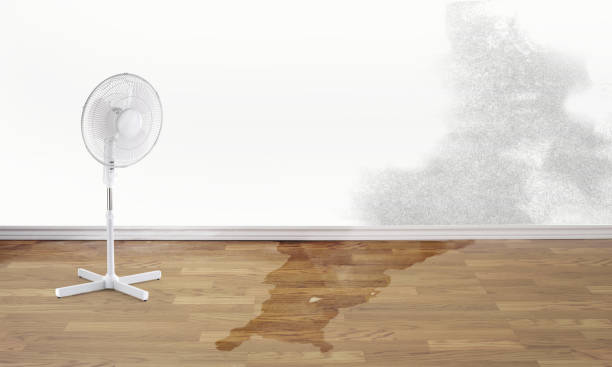 Best Water damage restoration near me  in South Beach, FL